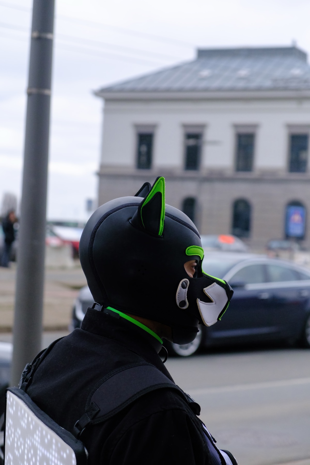 Green pup with LED harness